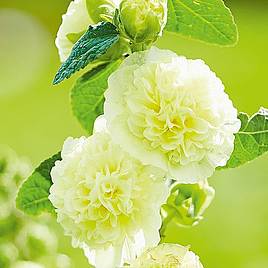 Hollyhock Chaters Yellow